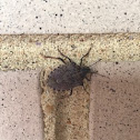 Brown Marmorated Stink Bug