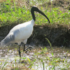 Black-headed Ibis