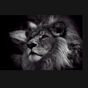 Black Lion Theme Chrome extension download