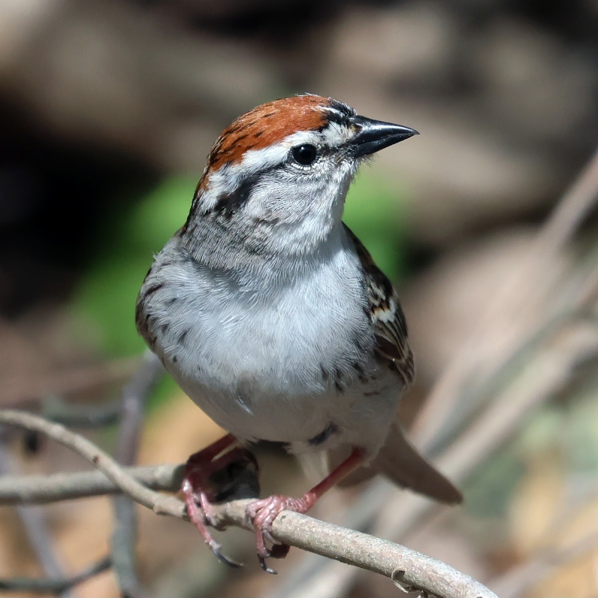 Chipping Sparrow (Male)