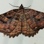 Lunate Zale Moth