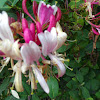 Honeysuckle