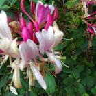 Honeysuckle