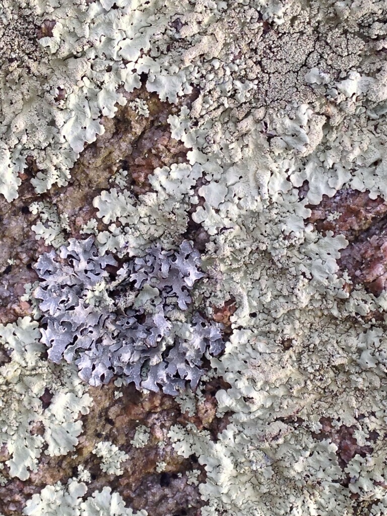 Lichen