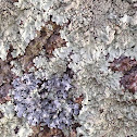 Lichen