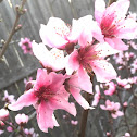 Peach blossoms