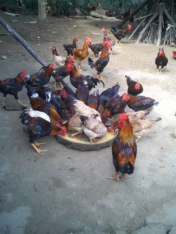 sIzFSM_o0sdt3MPXwCCl27ELL206Zt-lXfGRsJUPQvU=w360-h480