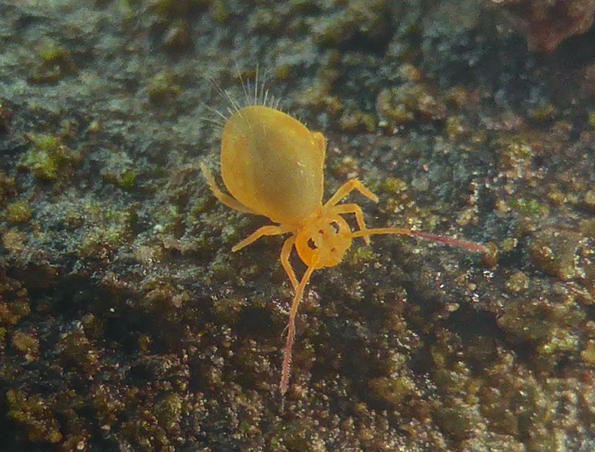 Globular Springtail