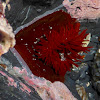 Red Anemone