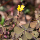 creeping woodsorrel