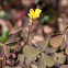 creeping woodsorrel