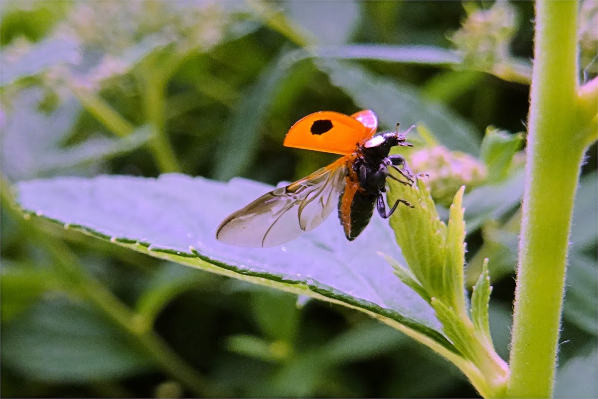 Two-spotted ladybird