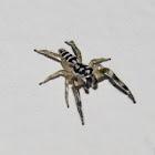 Jumping spider