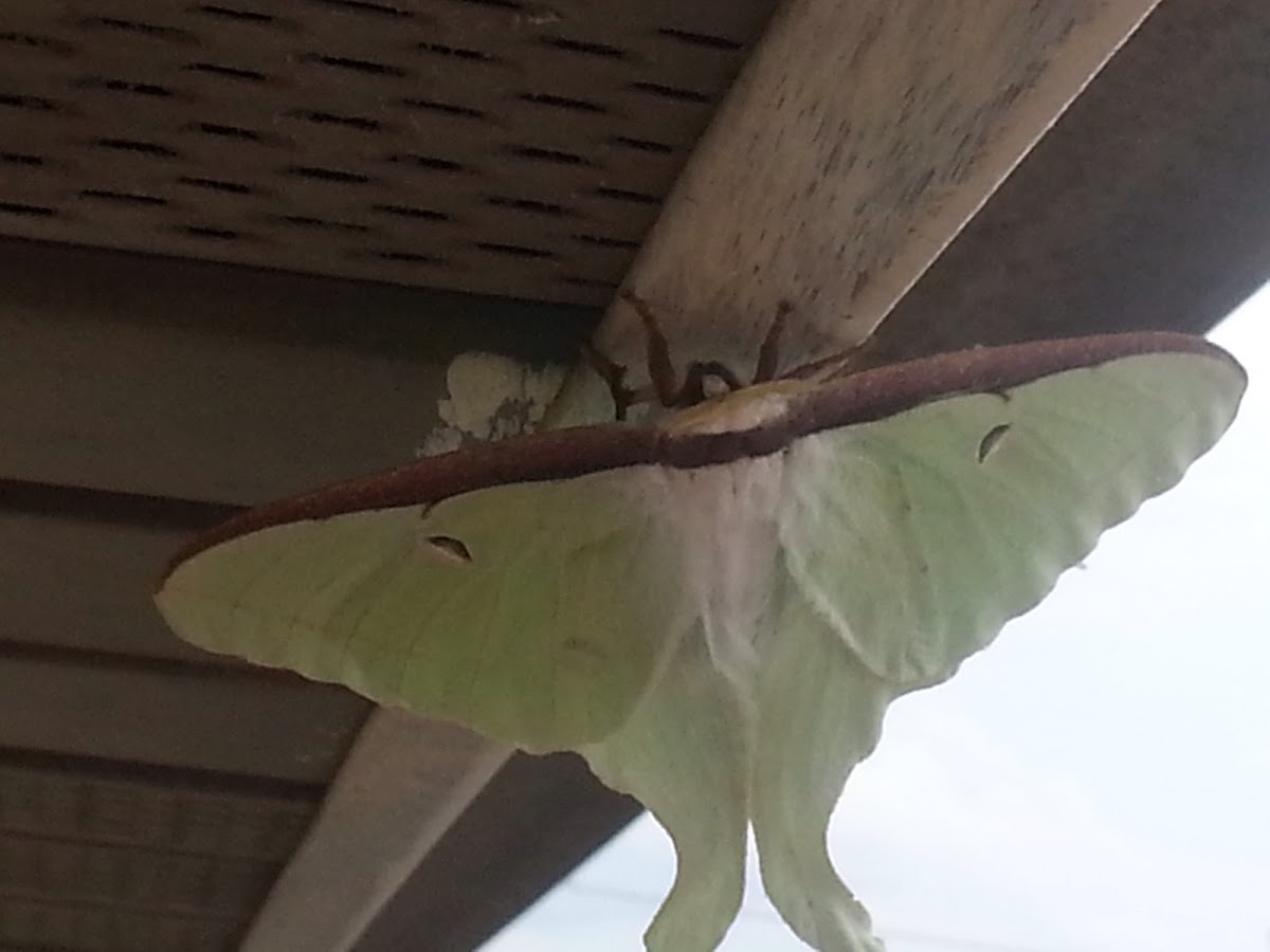 Luna Moth