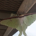 Luna Moth