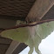 Luna Moth