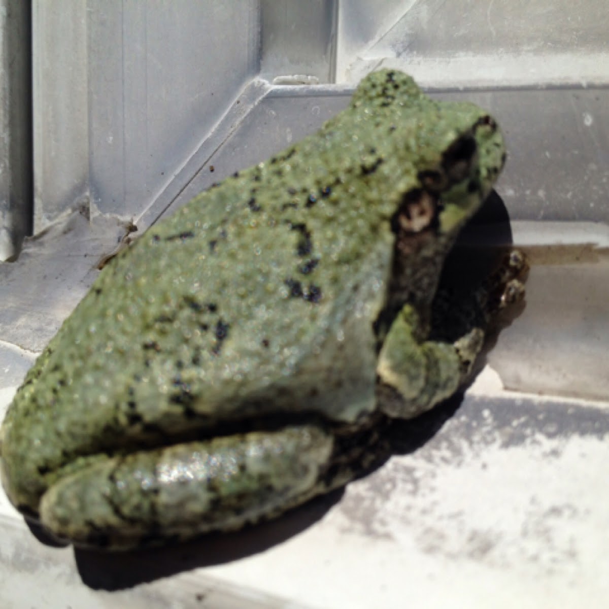 Grey Tree Frog