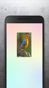 Kicau Aneka Burung Lengkap - Offline(圖8)-速報App