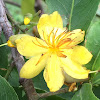 Yellow and red flowers