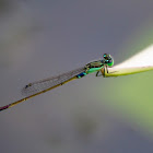 common blutail