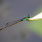 common blutail