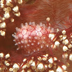 Allied Cowrie Shell