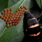 Red-spotted Swallowtail