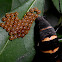 Red-spotted Swallowtail