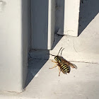 Yellow jacket