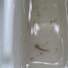 Aquatic worm