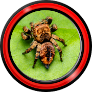 Spider Live Wallpapers  Icon