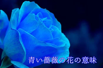 青い薔薇の花の意味