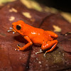 Strawberry Poison-Dart Frog