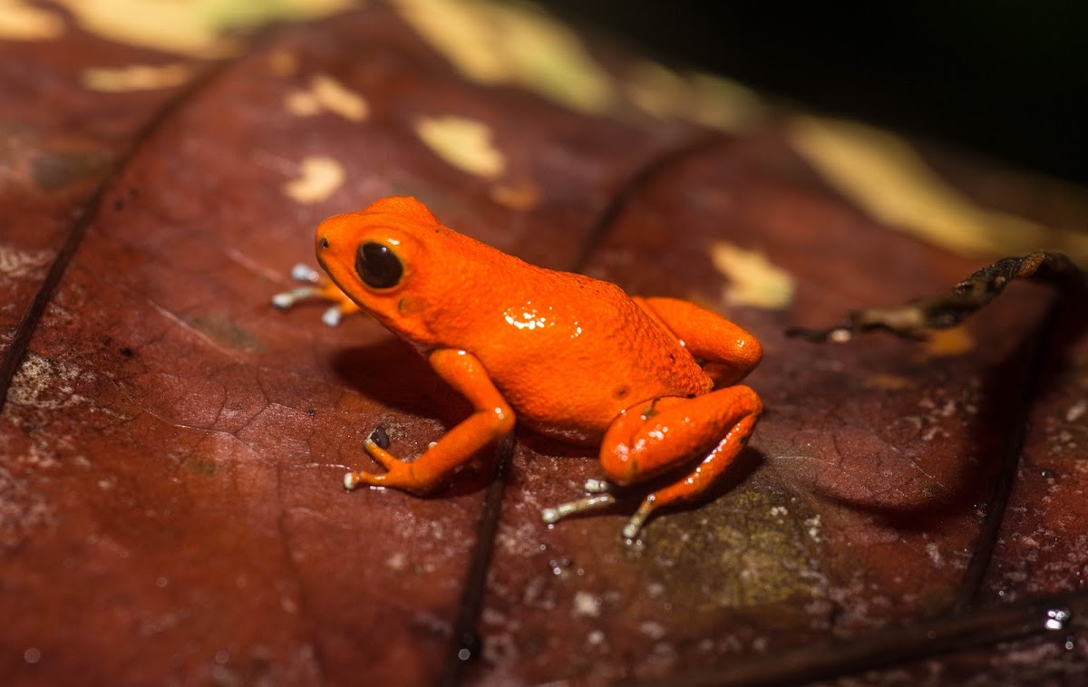 Strawberry Poison-Dart Frog