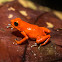 Strawberry Poison-Dart Frog