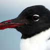 Laughing Gull