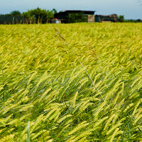 Dormi sepolto in un campo di grano ... di 