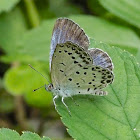 Pale Grass Blue