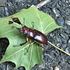 Stag beetle