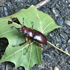 Stag beetle