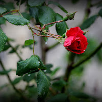 ...e come tutte le più belle cose  vivesti solo un giorno, come le rose... di 