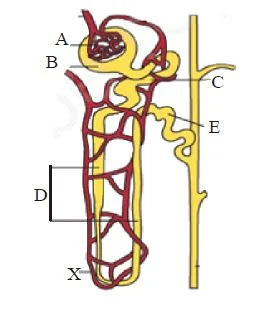 Nephron