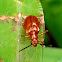 Orange leaf beetle