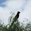 Groove-billed Ani