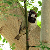 House Sparrow