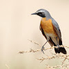 White-throated robin