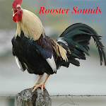 Rooster Sounds Apk