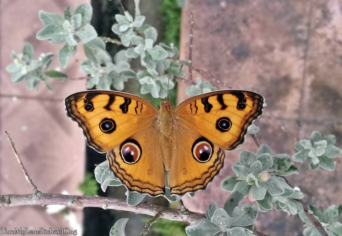 Peacock Pansy