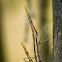 Stick Grasshopper