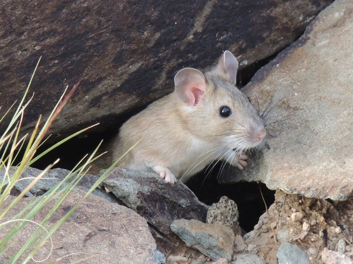 Desert Woodrat